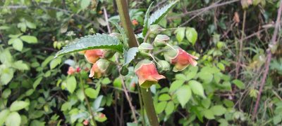 Scrophularia sambucifolia, photographed by Santiago Martín-Bravo