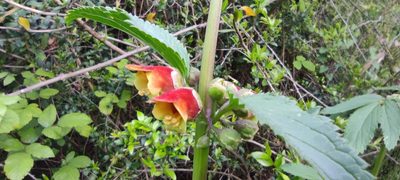 Scrophularia sambucifolia, photographed by Santiago Martín-Bravo