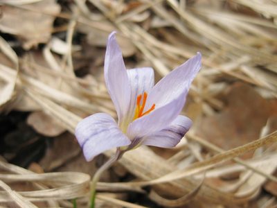 Crocus reticulatus, photographed by Nikita Gerasin