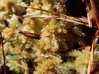 Sphagnum papillosum, photographed by Randal