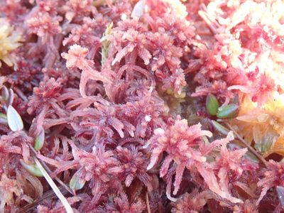 Sphagnum rubellum, photographed by Randal