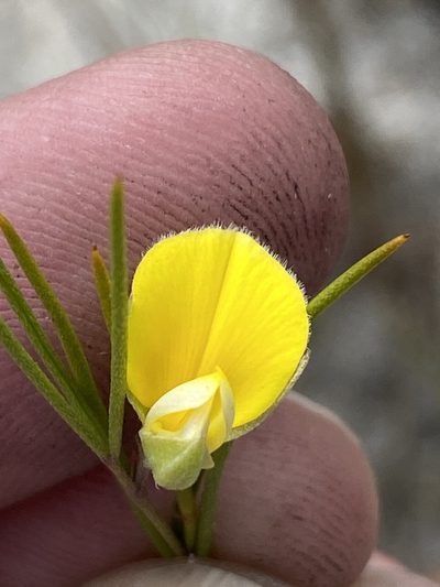 Argyrolobium filifolia, photographed by Dave U