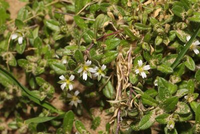 Cerastium diffusum, photographed by Stephen James McWilliam