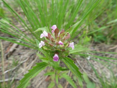 Dracocephalum parviflorum, photographed by dghjertaas