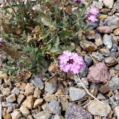 Verbena gooddingii, photographed by Kristin M. Tolle