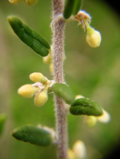 Pomaderris phylicifolia, photographed by Jon Sullivan