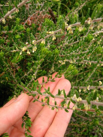 Pomaderris phylicifolia, photographed by Jon Sullivan