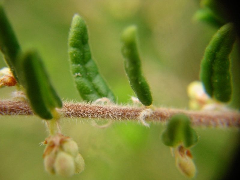 Pomaderris phylicifolia, photographed by Jon Sullivan
