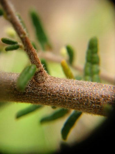 Pomaderris phylicifolia, photographed by Jon Sullivan