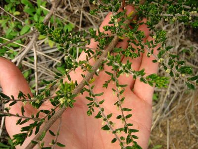 Pomaderris phylicifolia, photographed by Jon Sullivan