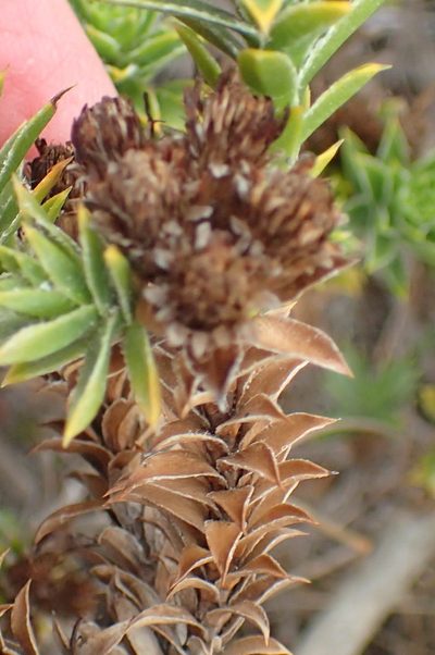 Oedera steyniae, photographed by Nicola van Berkel
