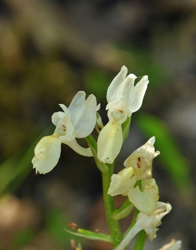 Orchis provincialis, photographed by Todd Boland