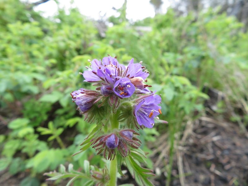 Phacelia franklinii, photographed by dghjertaas