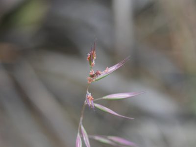 Rytidosperma gracile, photographed by Bruce Calvert