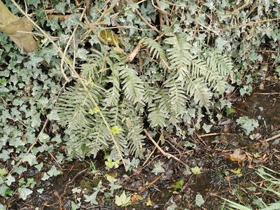 Polypodium interjectum, photographed by Mark Pritchard