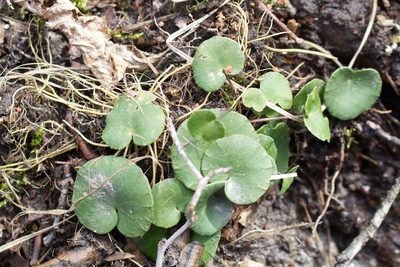 Soldanella montana, photographed by David Sandler