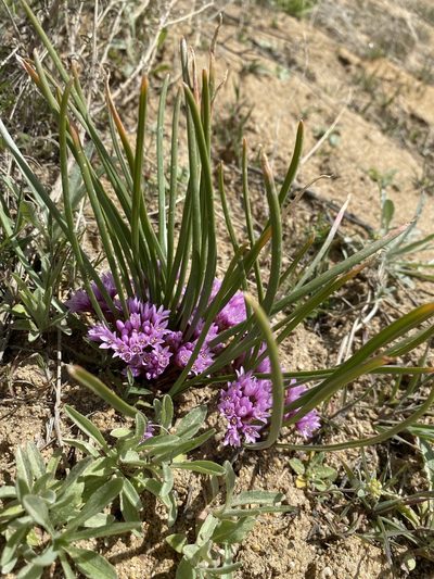 Allium aaseae, photographed by Matt Berger