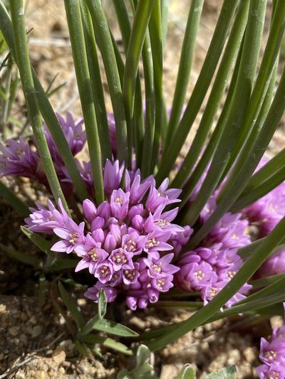 Allium aaseae, photographed by Matt Berger