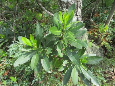 Gordonia lasianthus, photographed by geosesarma