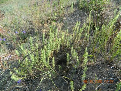 Sideritis montana, photographed by Galyna Mykytynets