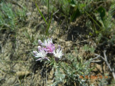Jurinea multiflora, photographed by Galyna Mykytynets