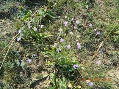 Klasea erucifolia, photographed by Galyna Mykytynets