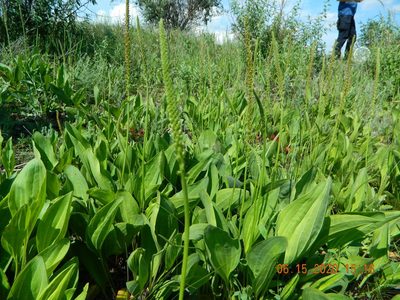 Plantago cornuti, photographed by Galyna Mykytynets