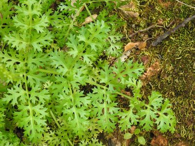 Thapsia foetida, photographed by João Gonçalves
