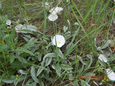 Convolvulus lineatus, photographed by Galyna Mykytynets