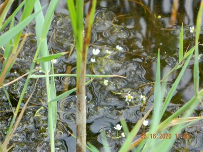 Ranunculus rionii, photographed by Galyna Mykytynets