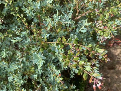 Vaccinium darrowii, photographed by geosesarma