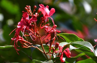 Billia hippocastanum, photographed by Neptalí Ramírez Marcial