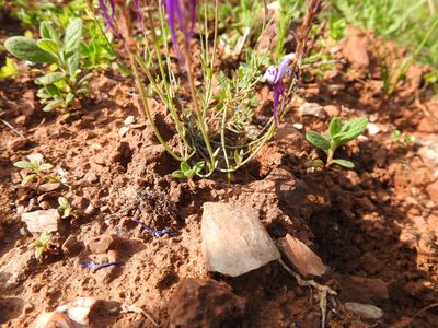 Linaria amethystea, photographed by João Gonçalves