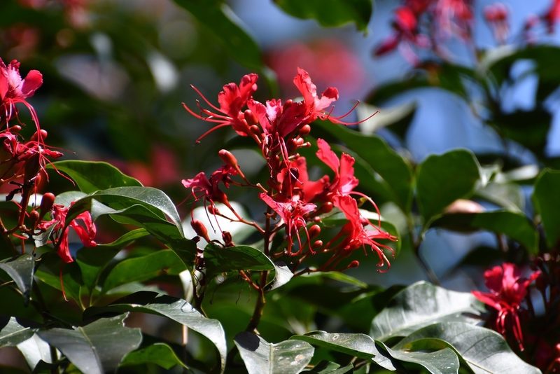 Billia hippocastanum, photographed by Neptalí Ramírez Marcial
