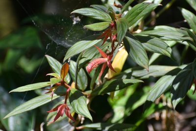 Columnea schiedeana, photographed by Neptalí Ramírez Marcial