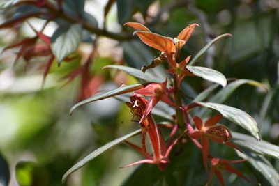 Columnea schiedeana, photographed by Neptalí Ramírez Marcial