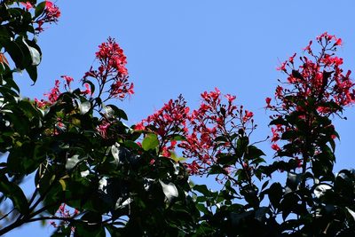 Billia hippocastanum, photographed by Neptalí Ramírez Marcial