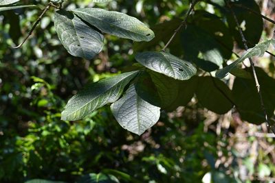 Bunchosia macrophylla, photographed by Neptalí Ramírez Marcial