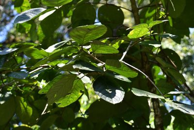 Bunchosia macrophylla, photographed by Neptalí Ramírez Marcial