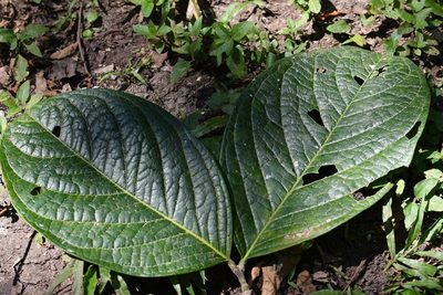 Bunchosia macrophylla, photographed by Neptalí Ramírez Marcial