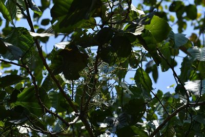 Alchornea latifolia, photographed by Neptalí Ramírez Marcial