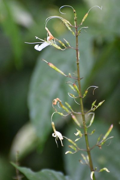 Stenostephanus silvaticus, photographed by Neptalí Ramírez Marcial