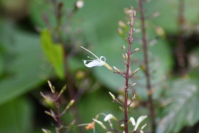 Stenostephanus silvaticus, photographed by Neptalí Ramírez Marcial