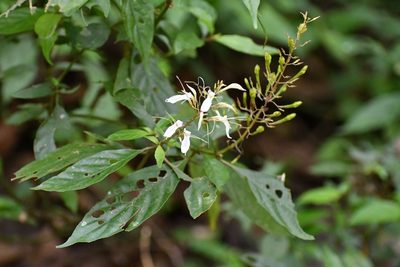 Stenostephanus silvaticus, photographed by Neptalí Ramírez Marcial