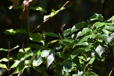 Lepidagathis chiapensis, photographed by Neptalí Ramírez Marcial