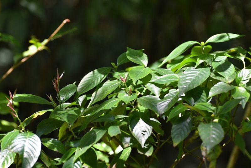 Lepidagathis chiapensis, photographed by Neptalí Ramírez Marcial