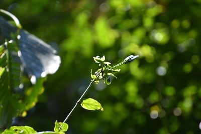 Louteridium mexicanum, photographed by Neptalí Ramírez Marcial