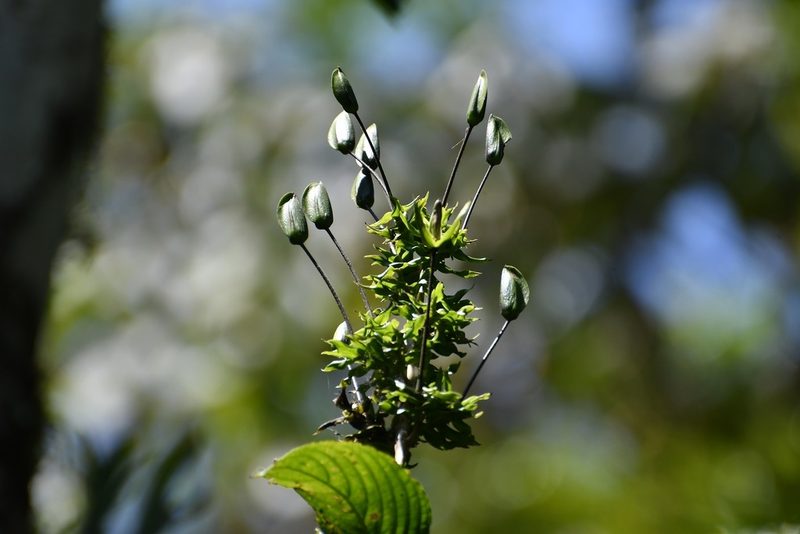 Louteridium mexicanum, photographed by Neptalí Ramírez Marcial