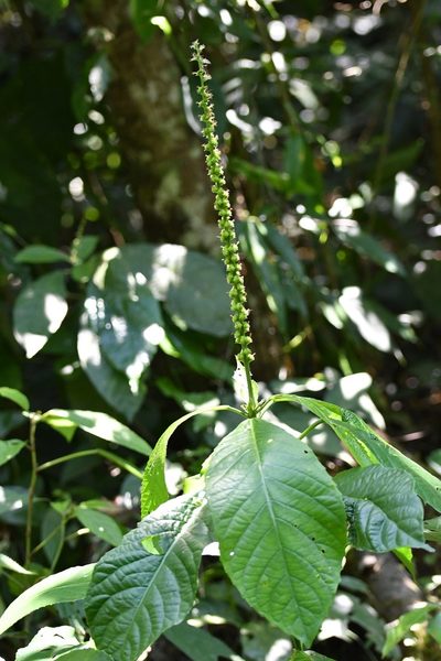 Acalypha skutchii, photographed by Neptalí Ramírez Marcial