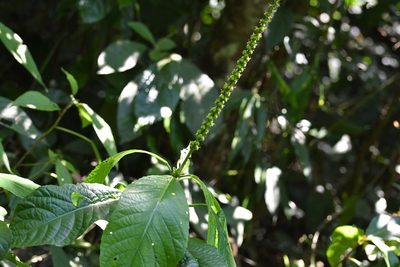 Acalypha skutchii, photographed by Neptalí Ramírez Marcial